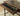 Jalisa Counter Height Table 72350